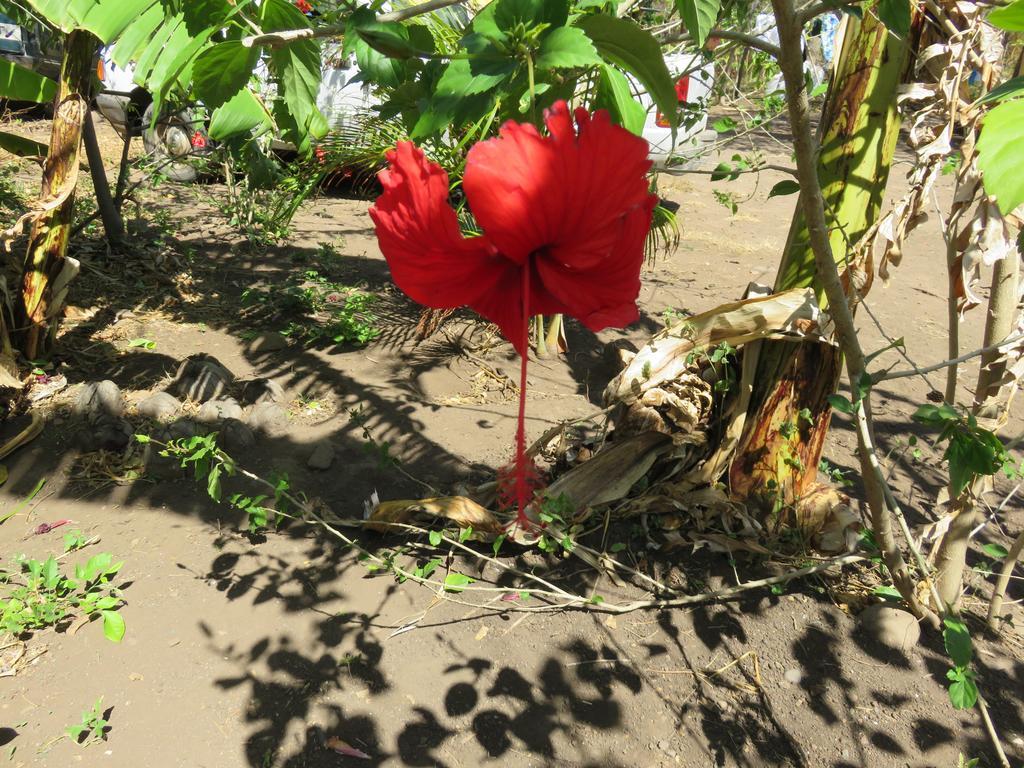 Finca La Magia Villa Ometepe Kültér fotó