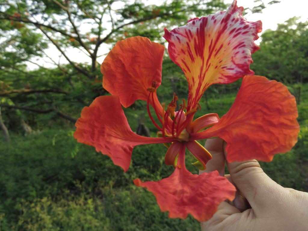 Finca La Magia Villa Ometepe Kültér fotó